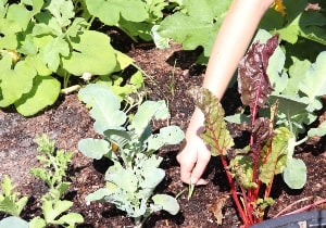 Garden Weeding