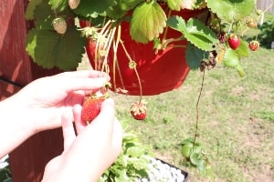 Strawberry Picking